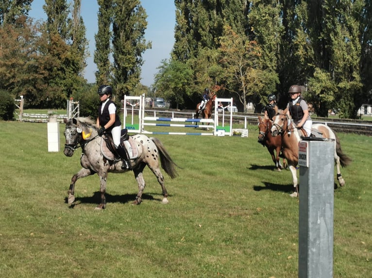 Plus de poneys/petits chevaux Hongre 12 Ans 130 cm Léopard in Bülstringen
