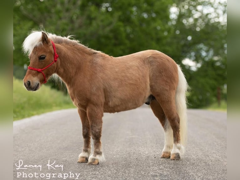 Plus de poneys/petits chevaux Hongre 12 Ans 81 cm Palomino in Mount Vernon, MO