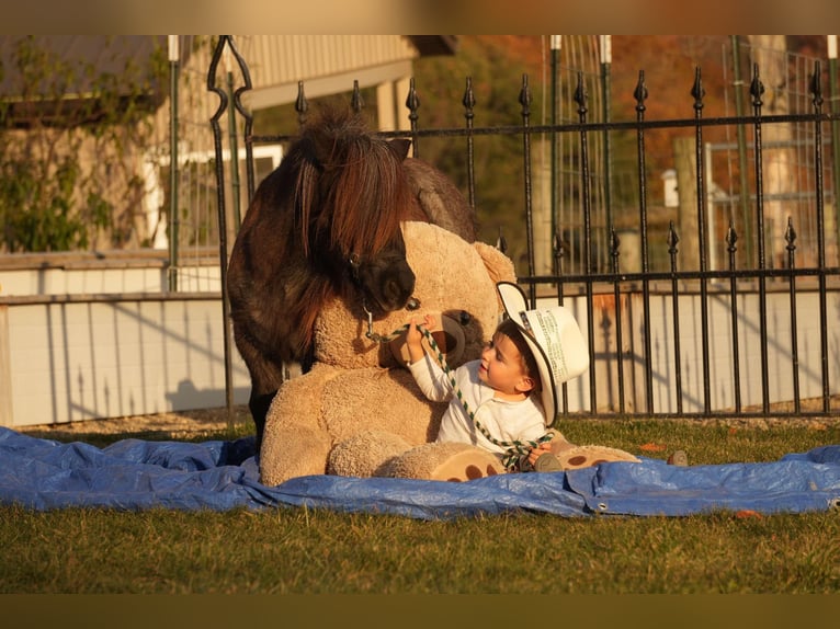 Plus de poneys/petits chevaux Hongre 12 Ans 81 cm Rouan Bleu in Fresno, OH