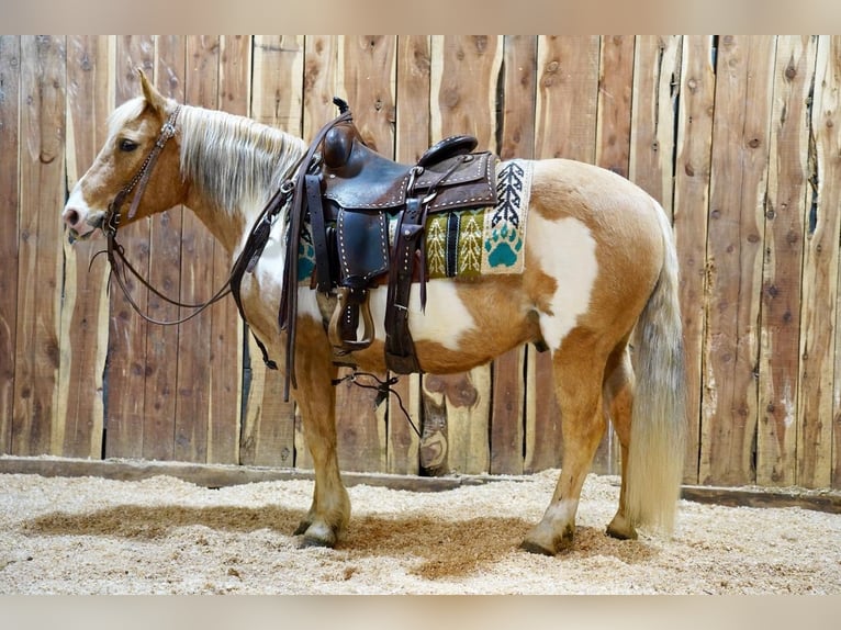 Plus de poneys/petits chevaux Hongre 12 Ans Palomino in Valley Springs, SD