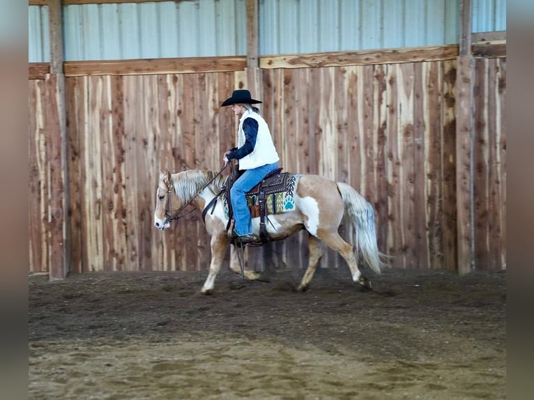 Plus de poneys/petits chevaux Hongre 12 Ans Palomino in Valley Springs, SD