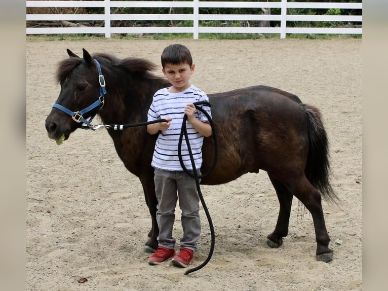 Plus de poneys/petits chevaux Hongre 13 Ans 102 cm Bai in Allentown, NJ