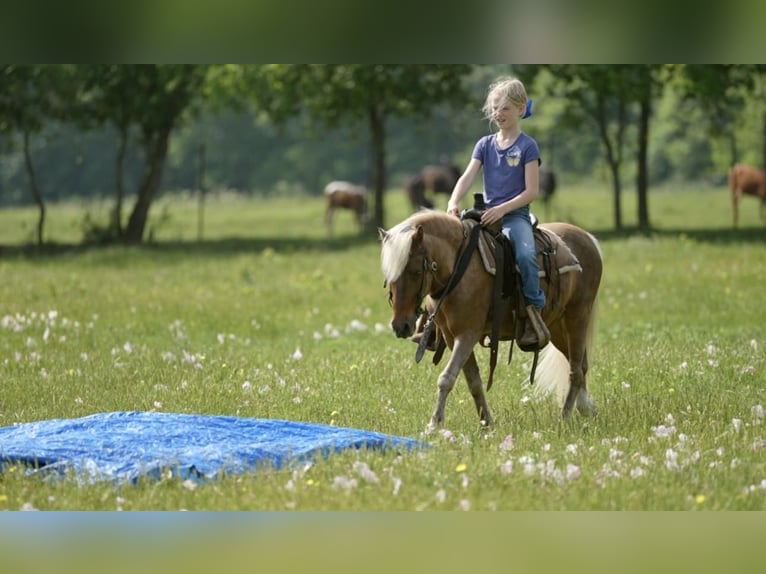Plus de poneys/petits chevaux Hongre 13 Ans 102 cm Palomino in Weatherford, TX