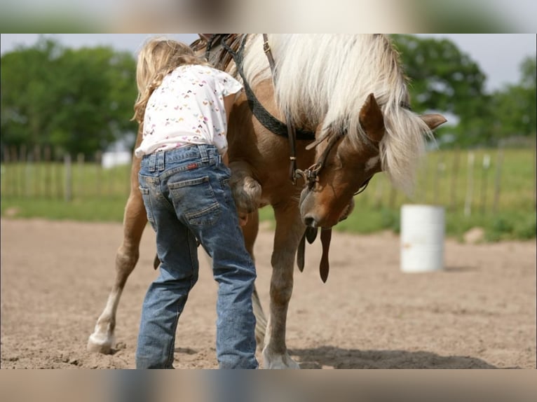 Plus de poneys/petits chevaux Hongre 13 Ans 102 cm Palomino in Weatherford, TX