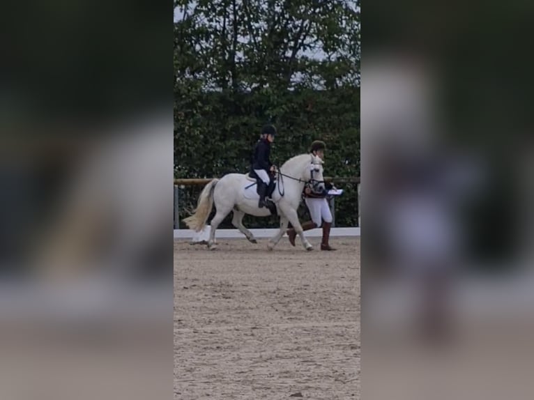Plus de poneys/petits chevaux Hongre 13 Ans 118 cm Gris in Großbardorf