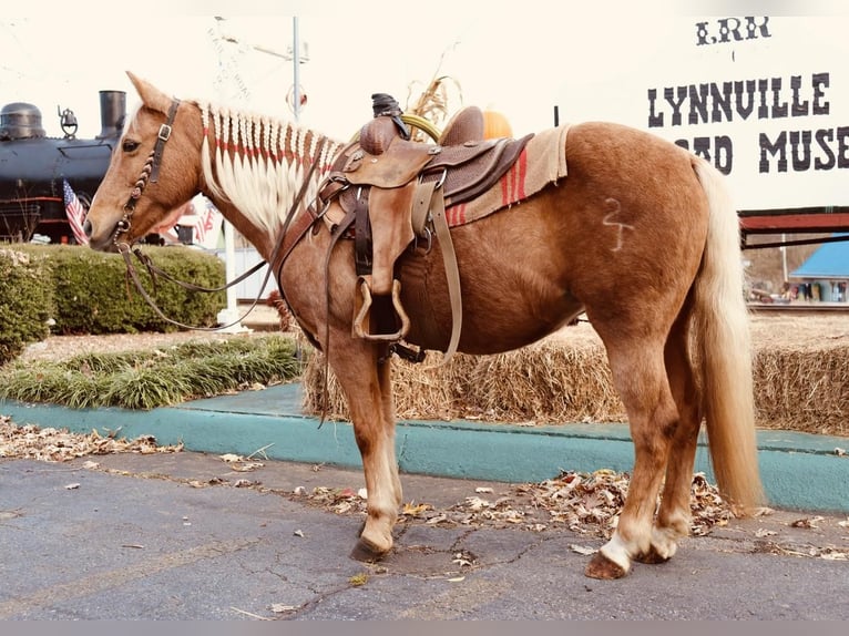 Plus de poneys/petits chevaux Hongre 13 Ans 124 cm Palomino in Culleoka