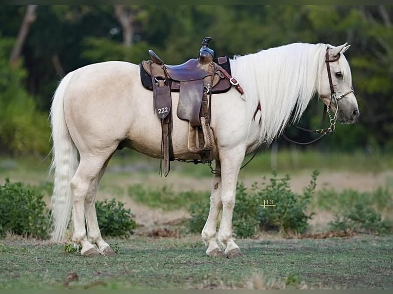 Plus de poneys/petits chevaux Hongre 13 Ans 132 cm Palomino in Weatherford, TX
