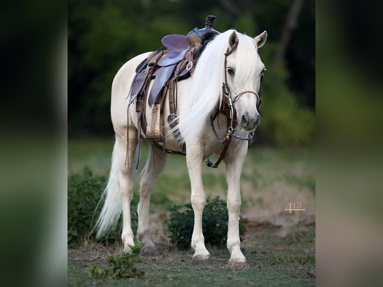Plus de poneys/petits chevaux Hongre 13 Ans 132 cm Palomino in Weatherford, TX