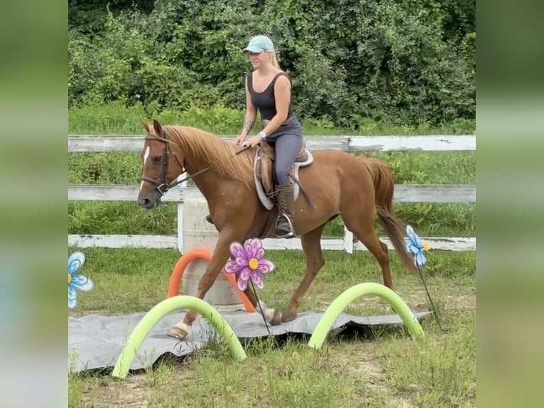 Plus de poneys/petits chevaux Hongre 13 Ans 147 cm Alezan brûlé in Granby, CT