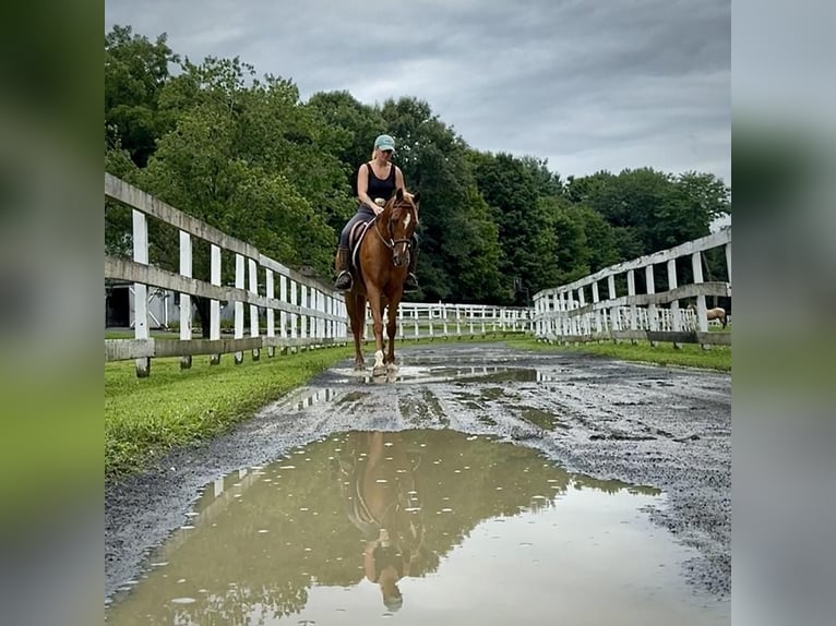 Plus de poneys/petits chevaux Hongre 13 Ans 147 cm Alezan brûlé in Granby, CT