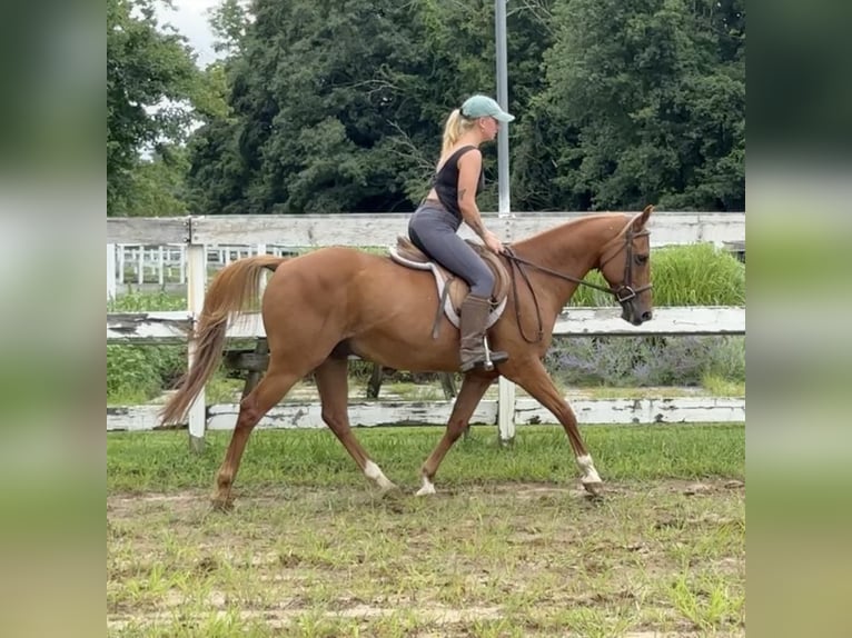 Plus de poneys/petits chevaux Hongre 13 Ans 147 cm Alezan brûlé in Granby, CT