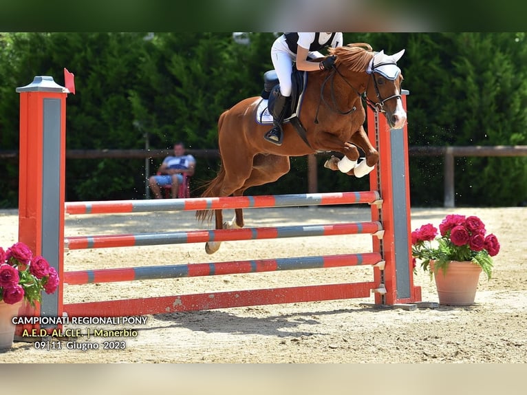 Plus de poneys/petits chevaux Hongre 13 Ans 148 cm in Lombardia