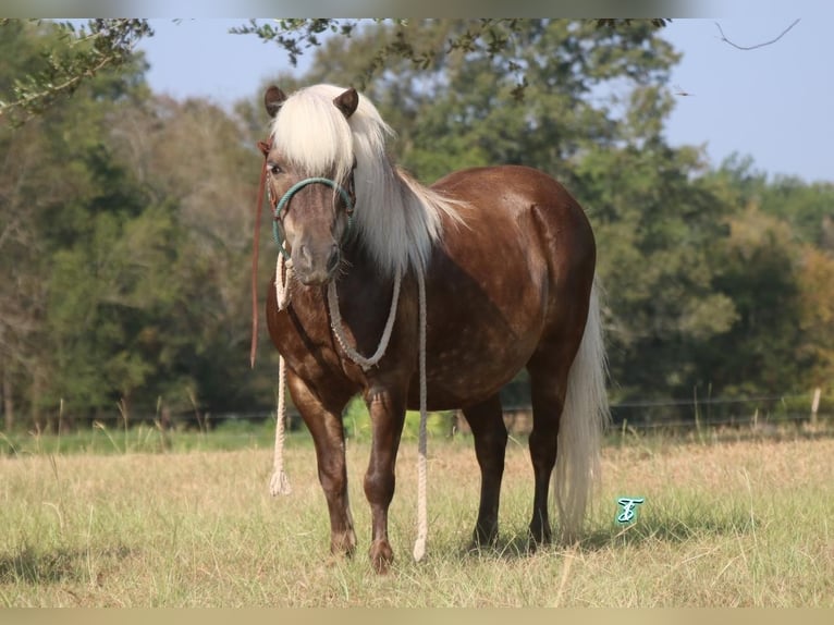 Plus de poneys/petits chevaux Hongre 13 Ans 99 cm Palomino in Carthage, TX