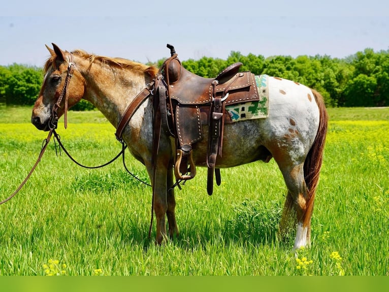 Plus de poneys/petits chevaux Hongre 13 Ans in Valley Springs, SD