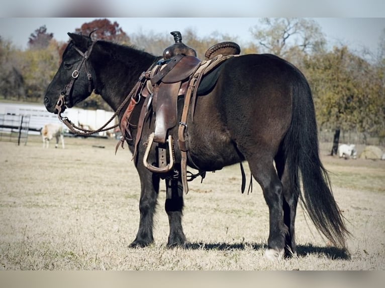 Plus de poneys/petits chevaux Hongre 14 Ans 112 cm Noir in Weatherford