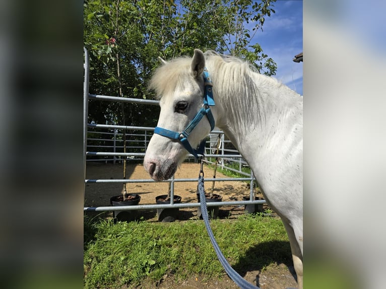 Plus de poneys/petits chevaux Hongre 14 Ans 115 cm Gris in Wolfsbach