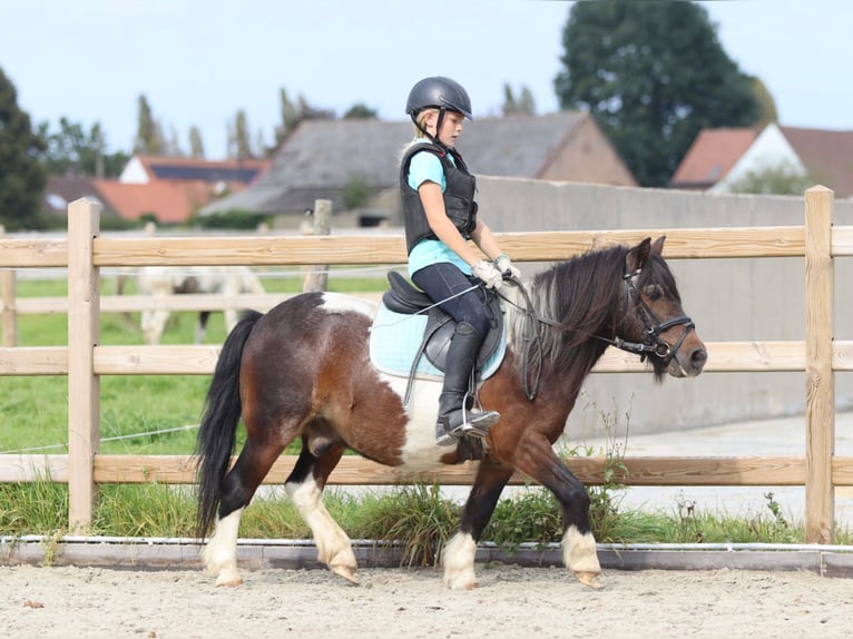 Plus de poneys/petits chevaux Hongre 14 Ans 115 cm Pinto in Heikruis