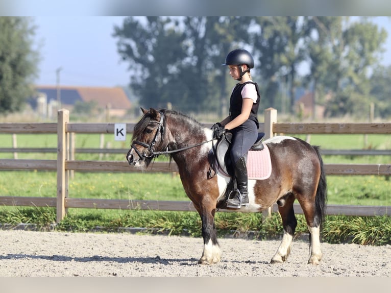 Plus de poneys/petits chevaux Hongre 14 Ans 115 cm Pinto in Heikruis