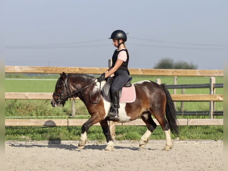 Plus de poneys/petits chevaux Hongre 14 Ans 115 cm Pinto in Heikruis