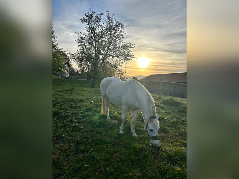 Plus de poneys/petits chevaux Croisé Hongre 14 Ans 120 cm Gris in Stromberg