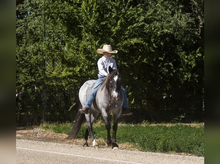 Plus de poneys/petits chevaux Croisé Hongre 14 Ans 132 cm Rouan Bleu in Caldwell