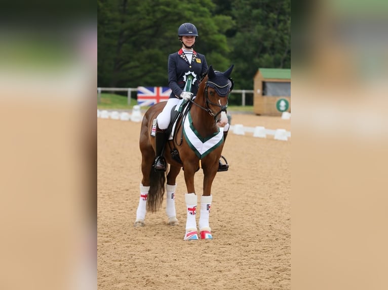 Plus de poneys/petits chevaux Hongre 14 Ans 148 cm Alezan in Martfeld