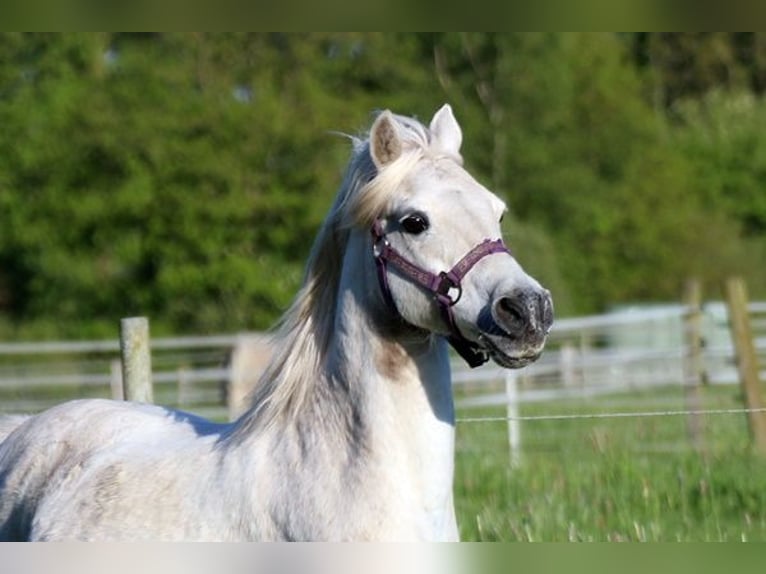 Plus de poneys/petits chevaux Croisé Hongre 15 Ans 127 cm Gris in Neumünster