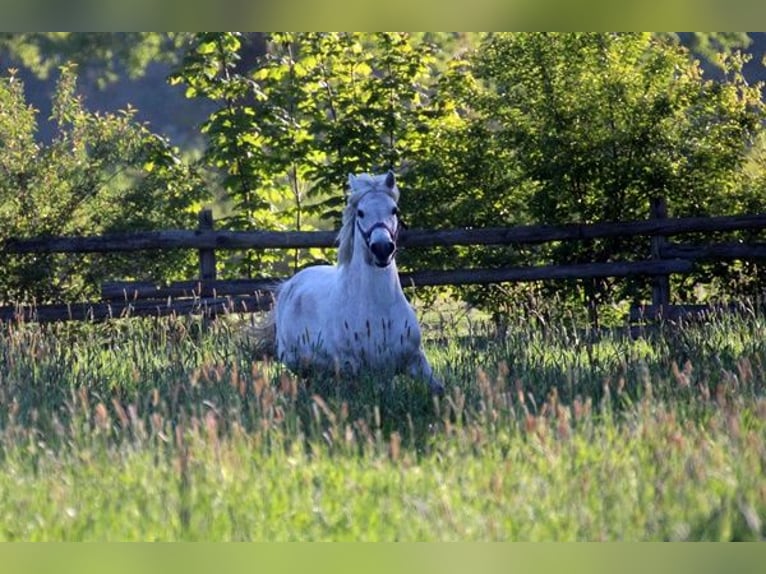 Plus de poneys/petits chevaux Croisé Hongre 15 Ans 127 cm Gris in Neumünster