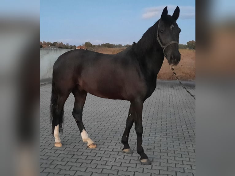 Plus de poneys/petits chevaux Croisé Hongre 15 Ans 156 cm Bai brun in zutphen