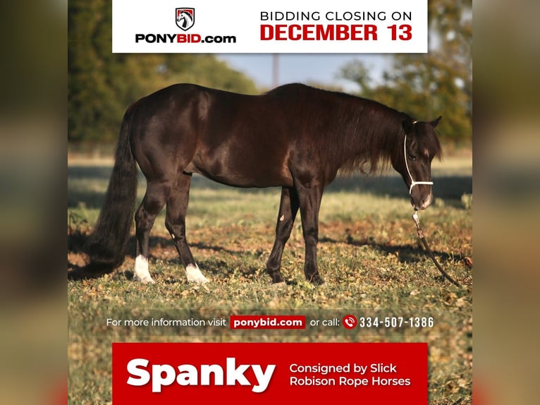 Plus de poneys/petits chevaux Hongre 16 Ans 122 cm Noir in Weatherford, TX