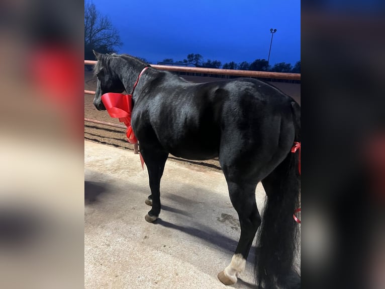 Plus de poneys/petits chevaux Hongre 16 Ans 122 cm Noir in Weatherford, TX