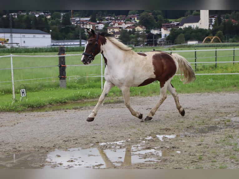 Plus de poneys/petits chevaux Hongre 16 Ans 147 cm Pinto in Kirchbichl