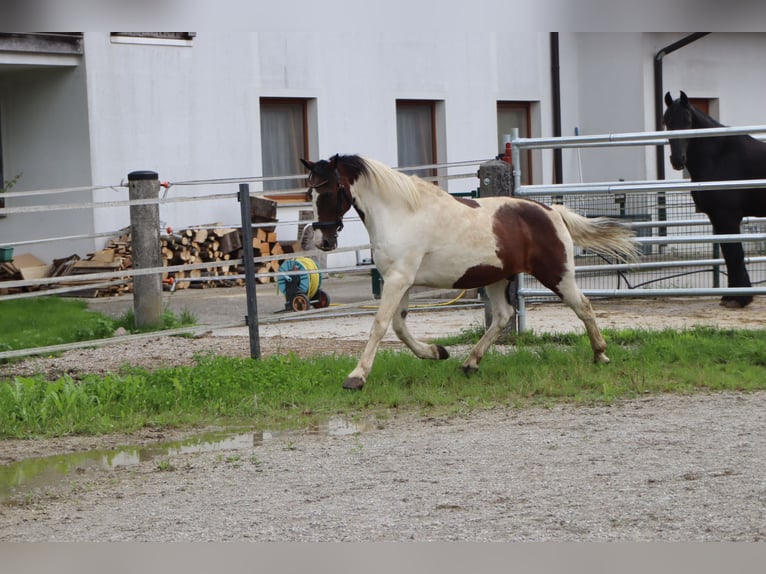 Plus de poneys/petits chevaux Hongre 16 Ans 147 cm Pinto in Kirchbichl