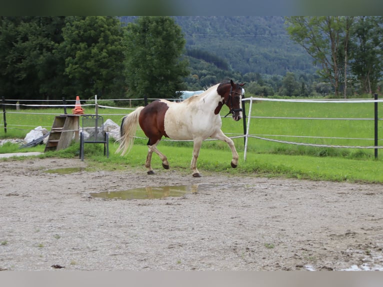 Plus de poneys/petits chevaux Hongre 16 Ans 147 cm Pinto in Kirchbichl