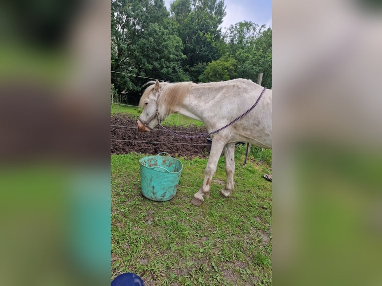 Plus de poneys/petits chevaux Croisé Hongre 17 Ans 124 cm Cremello in Janneby