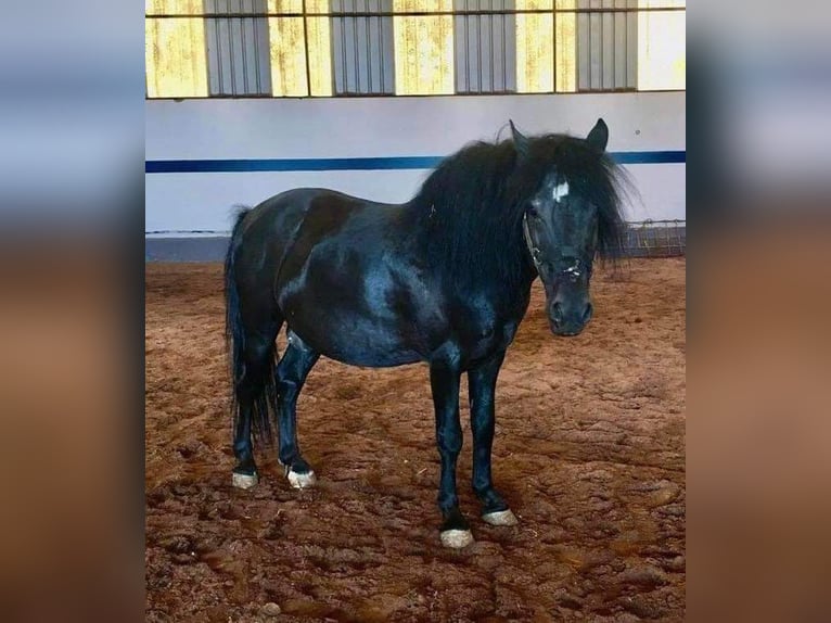 Plus de poneys/petits chevaux Croisé Hongre 17 Ans 125 cm Noir in Xixona/Jijona