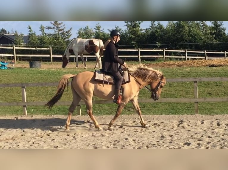 Plus de poneys/petits chevaux Croisé Hongre 17 Ans 138 cm Bai clair in Heiligenstedten