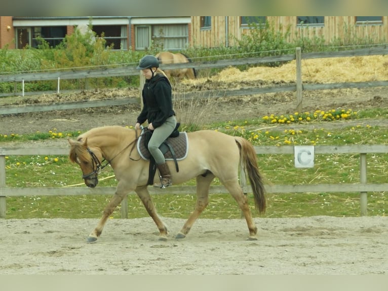 Plus de poneys/petits chevaux Croisé Hongre 17 Ans 138 cm Bai clair in Heiligenstedten