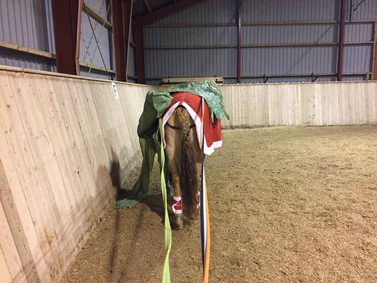 Plus de poneys/petits chevaux Croisé Hongre 17 Ans 138 cm Bai clair in Heiligenstedten