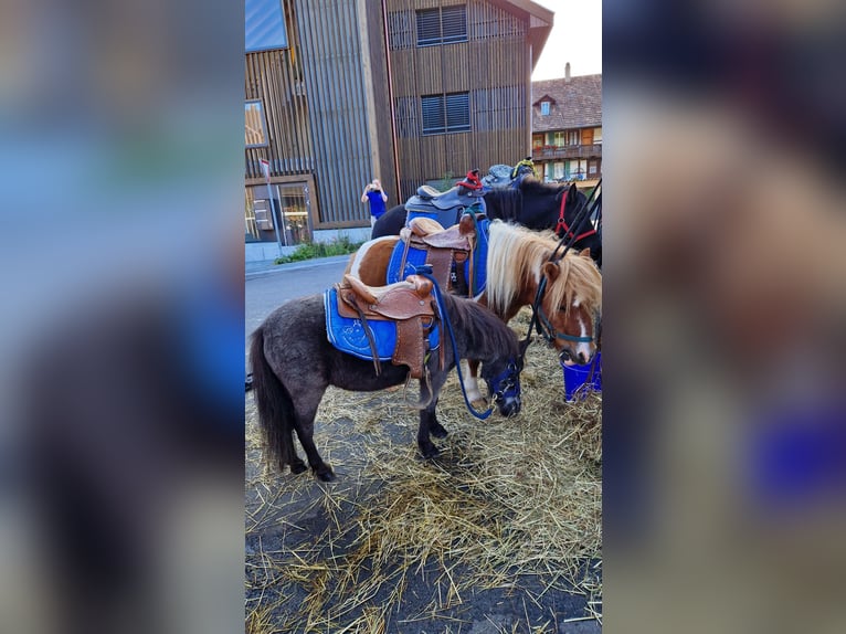 Plus de poneys/petits chevaux Hongre 18 Ans 97 cm Pinto in Signau