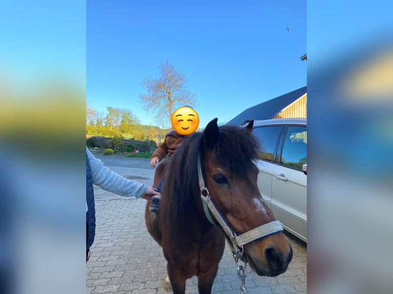 Plus de poneys/petits chevaux Croisé Hongre 19 Ans 110 cm Bai in Zöbern