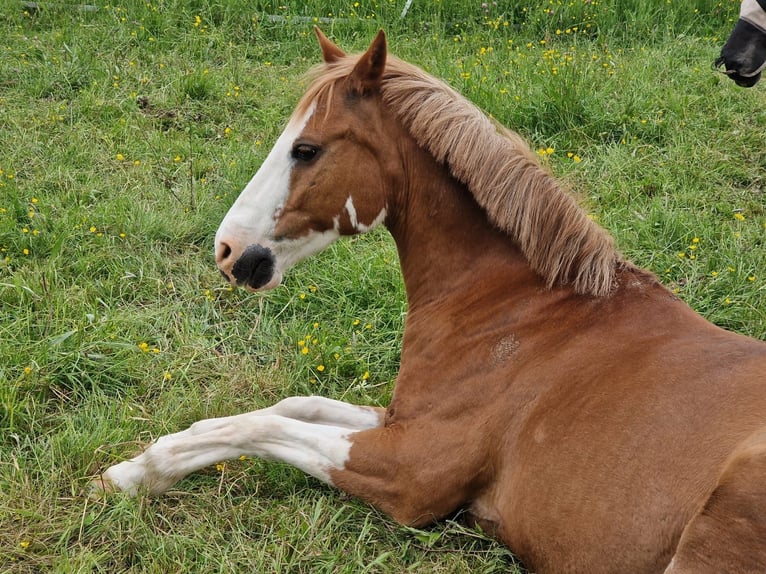 Plus de poneys/petits chevaux Croisé Hongre 19 Ans 143 cm Alezan in Hontheim