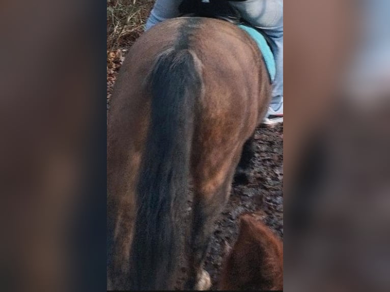 Plus de poneys/petits chevaux Croisé Hongre 19 Ans 148 cm Isabelle in Kevelaer