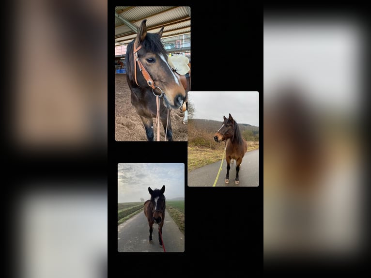 Plus de poneys/petits chevaux Croisé Hongre 20 Ans Bai brun in Schöntal