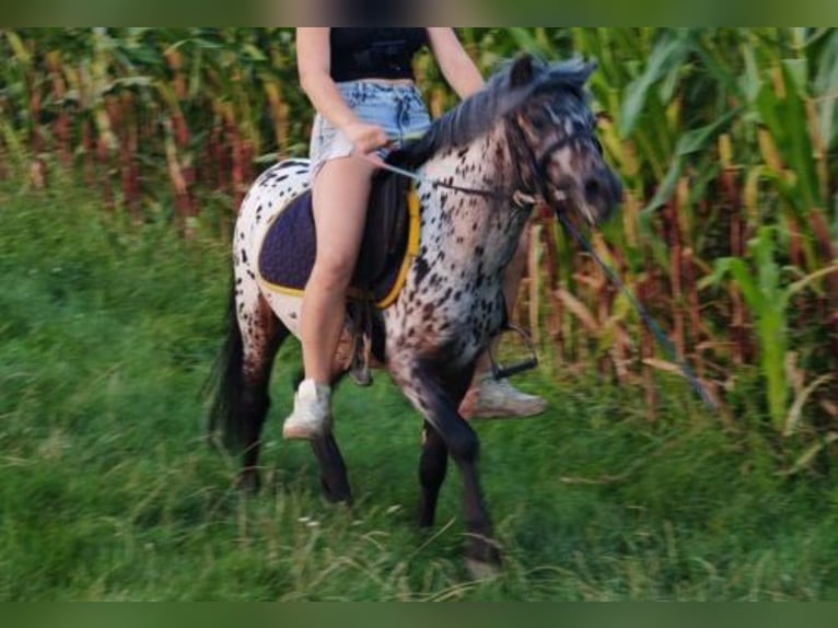 Plus de poneys/petits chevaux Hongre 3 Ans 112 cm Léopard in Leuben-Schleinitz