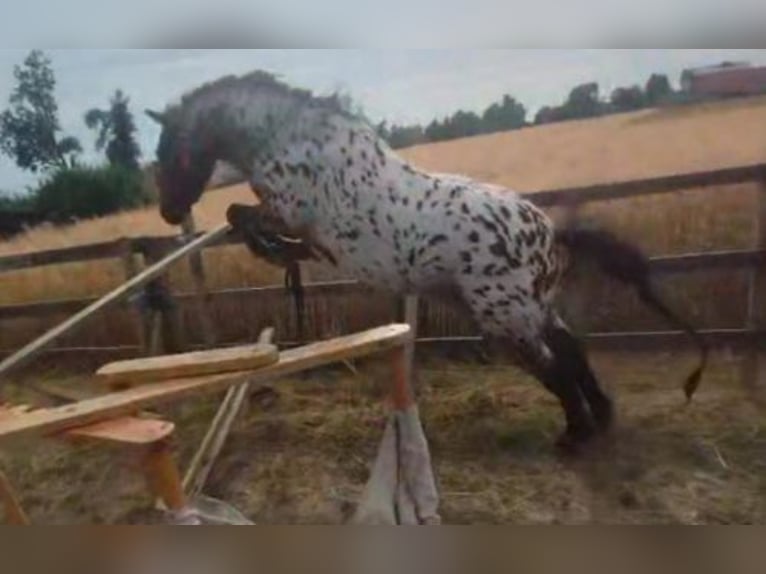 Plus de poneys/petits chevaux Hongre 3 Ans 112 cm Léopard in Leuben-Schleinitz