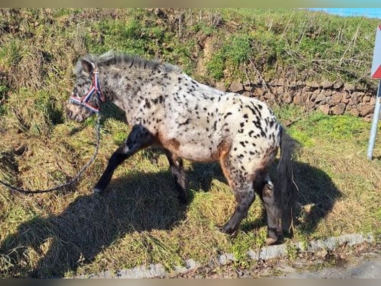 Plus de poneys/petits chevaux Hongre 3 Ans 112 cm Léopard in Leuben-Schleinitz