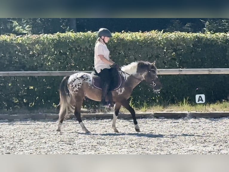 Plus de poneys/petits chevaux Hongre 3 Ans 118 cm Rouan Rouge in Neustadt (Wied)