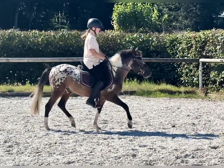 Plus de poneys/petits chevaux Hongre 3 Ans 118 cm Rouan Rouge in Neustadt (Wied)