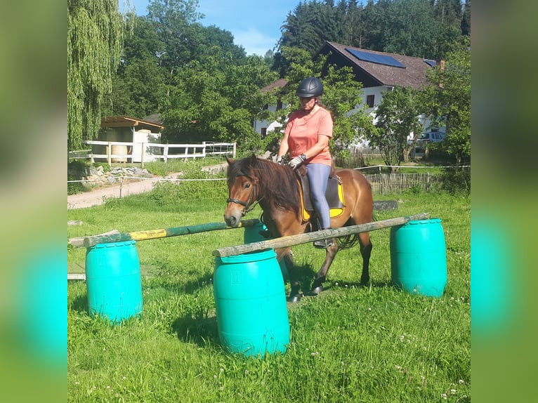 Plus de poneys/petits chevaux Hongre 3 Ans 130 cm Bai in Bayerbach